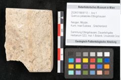 Foto (Objekt + Etikett) von Quercus palaeoilex Ettingshausen (NHMW-GEO-2024-0188-8110)